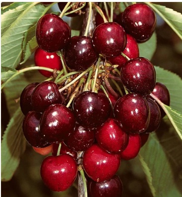 Cherry Plant
